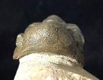 Reedops cephalotes hamalagdadianus ALBERTI 1983 - Bild © FossNet FossilienStore